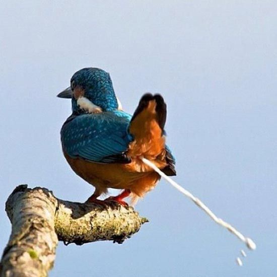 ¿Qué es la diarrea osmótica y por qué nos pasa corriendo?